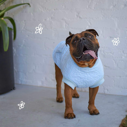 Flower Dog Jacket - Blue